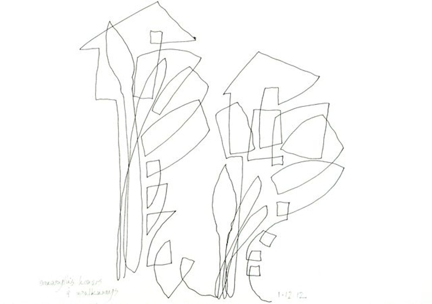 Amaryllis Houses & Walkways<br/>pen on paper, 2012 : Continuous Line Drawings : Amy Finley Scott