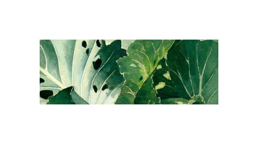 Green Cabbage<br />
oil on wood, 2 3/4" x 7 1/2"<br />
2001 : Cabbages : Amy Finley Scott