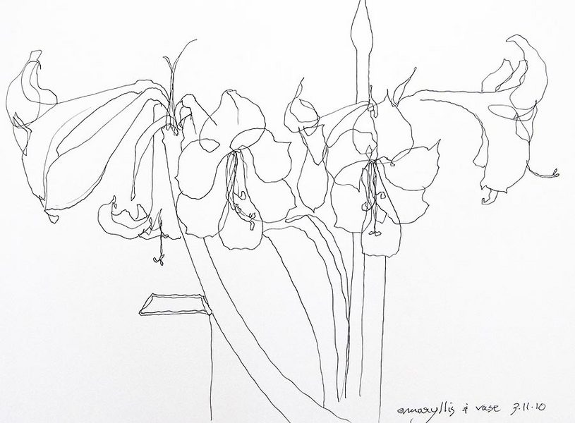 Amaryllis & Vase<br />
pen on paper, 11" x 14"<br />
2010 : Amaryllis : Amy Finley Scott