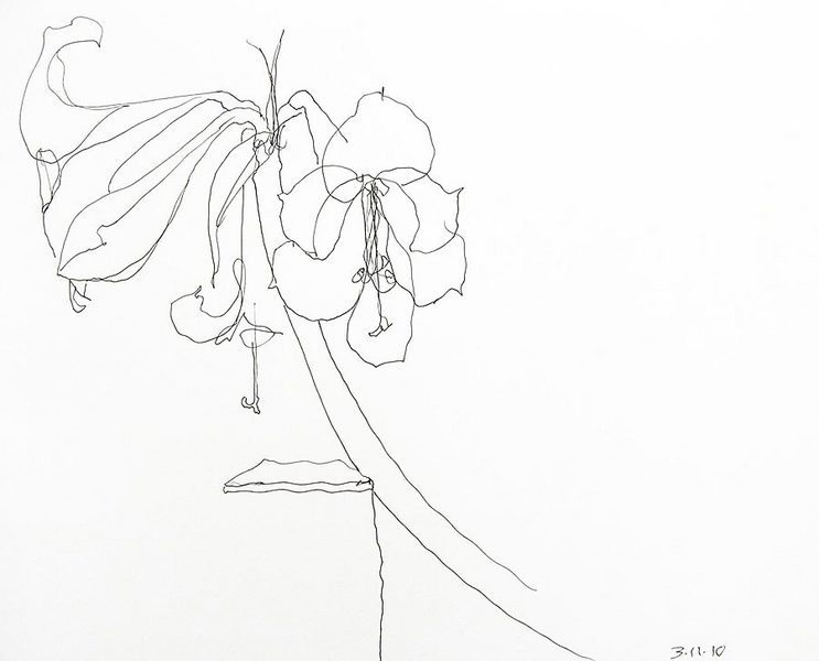 Single Amaryllis & Vase<br />
pen on paper, 11" x 14"<br />
2010 : Amaryllis : Amy Finley Scott